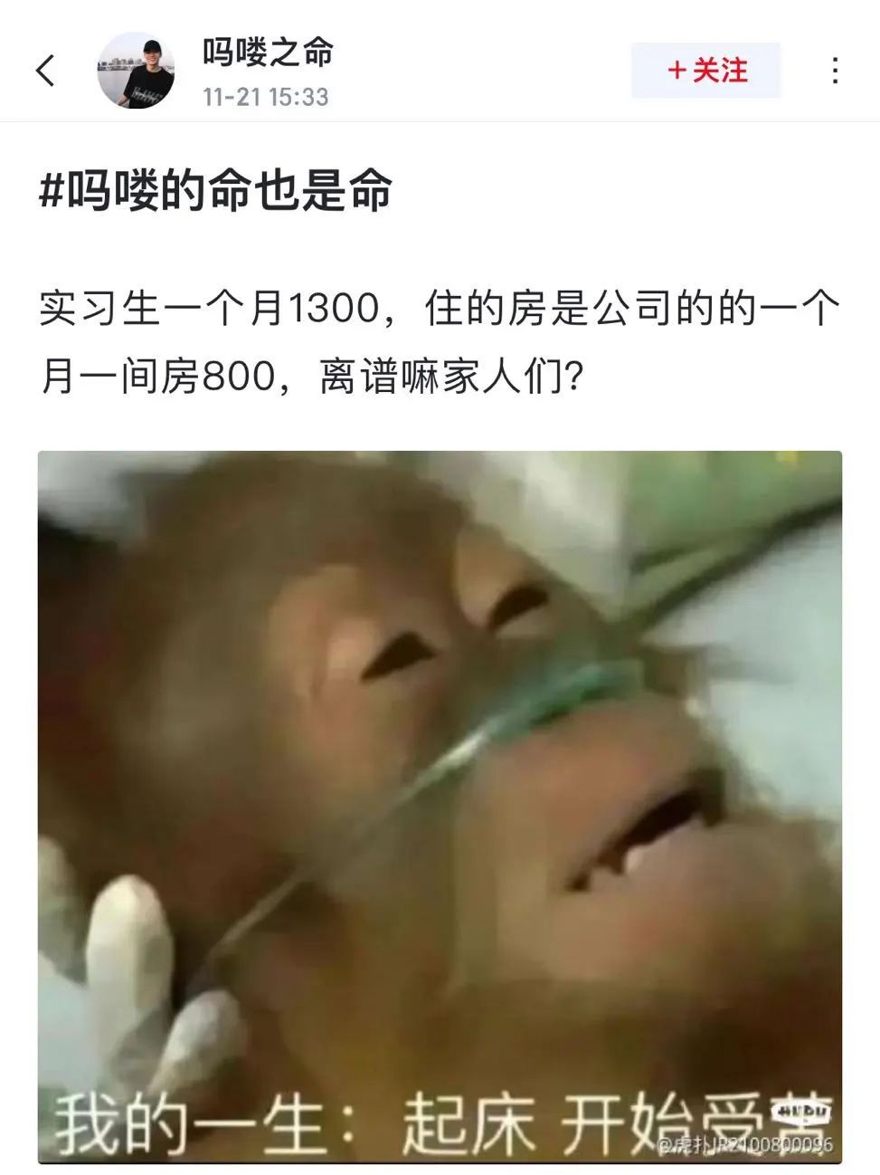 不想当人的年轻人们，把猴子“吗喽”捧上了神坛。